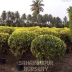 Ficus Panda Plant, Ficus Retusa , Indian Laurel Fig, Ficus Truncata, Saharanpur Nursery Wholesale plant supplier, nursery in India, Landscaping company