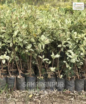 Ficus Safari Plant, Ficus Benjamina, Safari Mosaic Ficus, Saharanpur Nursery Wholesale plant supplier, nursery in India, Landscaping company