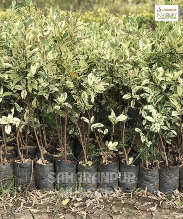 Ficus Safari Plant, Ficus Benjamina, Safari Mosaic Ficus, Saharanpur Nursery Wholesale plant supplier, nursery in India, Landscaping company