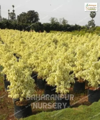 Ficus Starlight Ficus Starlight Plant, Ficus Benjamina , Weeping Fig, Saharanpur Nursery Wholesale plant supplier, nursery in India, Landscaping company