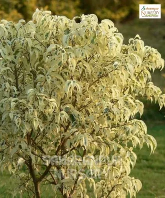 Ficus Starlight Plant, Ficus Benjamina , Weeping Fig, Saharanpur Nursery Wholesale plant supplier, nursery in India, Landscaping company