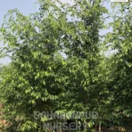Ficus Benjamina Plant, Weeping fig, Benjamin, Benjamin Fig , Saharanpur Nursery Wholesale plant supplier, nursery in India, Landscaping company