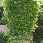 Ficus Benjamina Plant, Weeping fig, Benjamin, Benjamin Fig , Saharanpur Nursery Wholesale plant supplier, nursery in India, Landscaping company