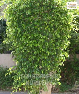 Ficus Benjamina Plant, Weeping fig, Benjamin, Benjamin Fig , Saharanpur Nursery Wholesale plant supplier, nursery in India, Landscaping company