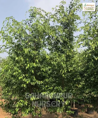 Ficus Benjamina Plant, Weeping fig, Benjamin, Benjamin Fig , Saharanpur Nursery Wholesale plant supplier, nursery in India, Landscaping company