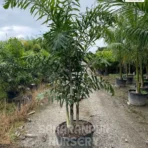 Fishtail Palm, Caryota Urens, caryota gigas, caryota mitis, Landscaping Tree, Ornamental Tree, Saharanpur Nursery wholesale plant supplier, nursery in India, Landscaping company