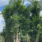 Fishtail Palm, Caryota Urens, caryota gigas, caryota mitis, Landscaping Tree, Ornamental Tree, Saharanpur Nursery wholesale plant supplier, nursery in India, Landscaping company