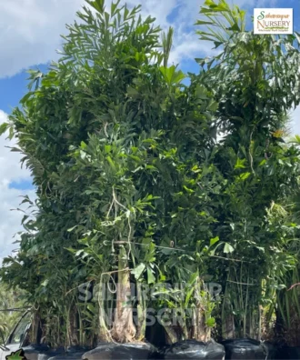 Fishtail Palm, Caryota Urens, caryota gigas, caryota mitis, Landscaping Tree, Ornamental Tree, Saharanpur Nursery wholesale plant supplier, nursery in India, Landscaping company