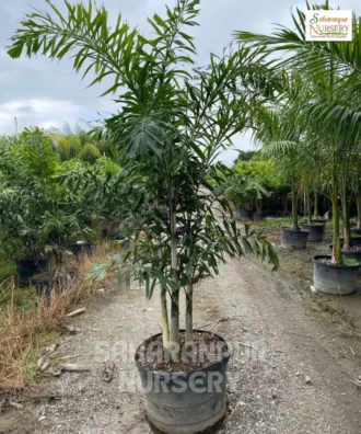 Fishtail Palm, Caryota Urens, caryota gigas, caryota mitis, Landscaping Tree, Ornamental Tree, Saharanpur Nursery wholesale plant supplier, nursery in India, Landscaping company