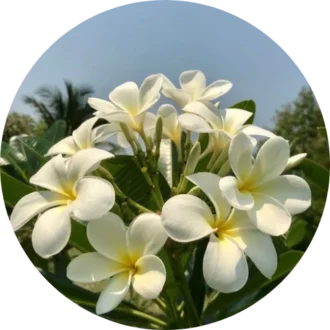 Flower Plants