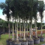 Foxtail palms tree, Wodyetia bifurcata, Fox palm tree, Landscaping Tree, Ornamental Tree, Saharanpur Nursery wholesale plant supplier, nursery in India, Landscaping company