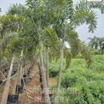 Foxtail palm tree, Wodyetia bifurcata, Fox palm tree, Landscaping Tree, Ornamental Tree, Saharanpur Nursery wholesale plant supplier, nursery in India, Landscaping company