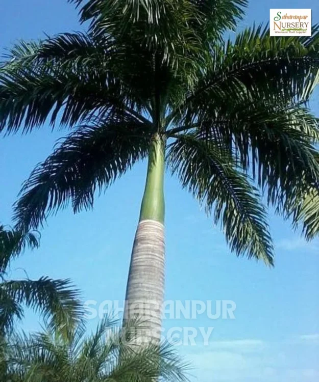 Foxtail Palm tree Foxtail palm tree, Wodyetia bifurcata, Fox palm tree, Landscaping Tree, Ornamental Tree, Saharanpur Nursery wholesale plant supplier, nursery in India, Landscaping company