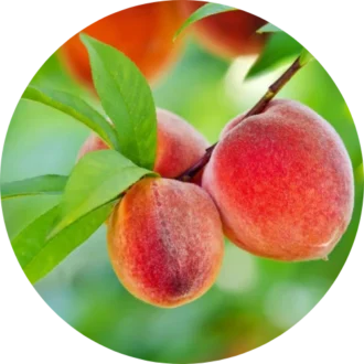 Fruit Plants