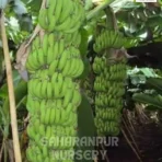 G9 Banana Tree, Musa acuminata 'Grand Naine', Saharanpur Nursery Wholesale plant supplier, nursery in India, Landscaping company