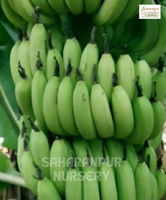 G9 Banana Tree, Musa acuminata 'Grand Naine', Saharanpur Nursery Wholesale plant supplier, nursery in India, Landscaping company