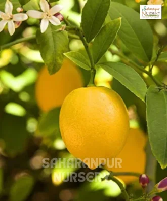 Galgal Fruit plant, Citrus medica, Saharanpur Nursery Wholesale plant supplier, nursery in India, Landscaping company