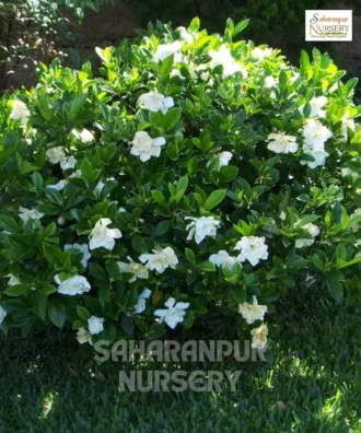 Gardenia Plant, Gardenia Jasminoides, Cape Jasmine, Saharanpur Nursery Wholesale plant supplier, nursery in India, Landscaping company
