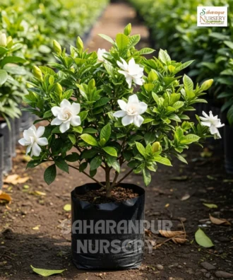 Gardenia Plant, Gardenia Jasminoides, Cape Jasmine, Saharanpur Nursery Wholesale plant supplier, nursery in India, Landscaping company