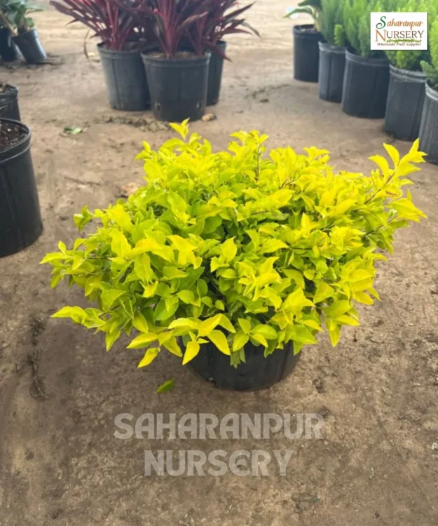 Golden Duranta plant, Duranta Erecta, Golden dewdrop, Pigeon berry, Skyflower, Saharanpur Nursery Wholesale plant supplier, nursery in India, Landscaping company