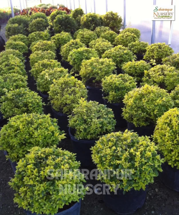 Golden Duranta plant, Duranta Erecta, Golden dewdrop, Pigeon berry, Skyflower, Saharanpur Nursery Wholesale plant supplier, nursery in India, Landscaping company