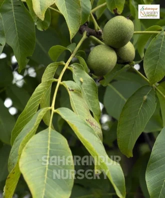 Grafted Walnut Tree, Julans Regia, English Walnut Tree, Persian Walnut, Saharanpur Nursery Wholesale plant supplier, nursery in India, Landscaping company