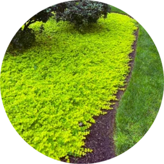 Ground Cover