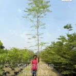 Gulmohar, Delonix Regia, Flame Tree, Royal Poinciana, Avenue Tree, Landscaping Tree, Ornamental Tree, Timber Tree, Saharanpur Nursery, Wholesale Plant Supplier, Wholesale Plant Nursery, Nursery in India, Landscaping Company in India, Plant Exporter in India