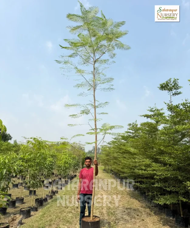 Gulmohar, Delonix Regia, Flame Tree, Royal Poinciana, Avenue Tree, Landscaping Tree, Ornamental Tree, Timber Tree, Saharanpur Nursery, Wholesale Plant Supplier, Wholesale Plant Nursery, Nursery in India, Landscaping Company in India, Plant Exporter in India