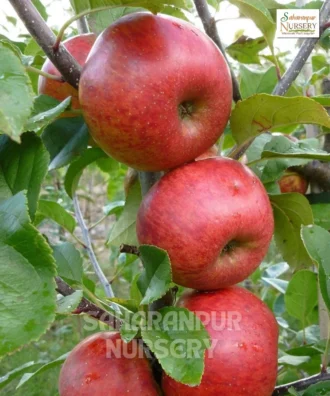 HRMN 99 Apple Plant, Malus Domestica, Hariman 99 apple plant, Saharanpur Nursery Wholesale plant supplier, nursery in India, Landscaping company