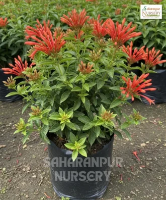 Hamelia Plant, Hamelia Patens, Hummingbird bush, Scarlet bush, redhead, Saharanpur Nursery Wholesale plant supplier, nursery in India, Landscaping company