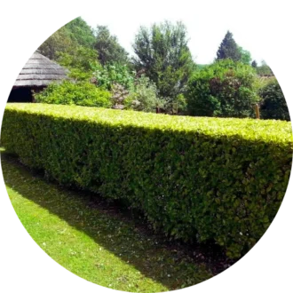 Hedge