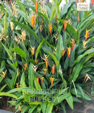 false bird-of-paradise, Heliconia Densiflora, hanging lobster claws, Flower Plant, Saharanpur Nursery Plant