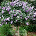 Hibiscus Plant, Hibiscus Syriacus, Rose of Sharon, Hardy Hibiscus, Saharanpur Nursery Wholesale plant supplier, nursery in India, Landscaping company