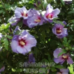 Hibiscus Plant, Hibiscus Syriacus, Rose of Sharon, Hardy Hibiscus, Saharanpur Nursery Wholesale plant supplier, nursery in India, Landscaping company