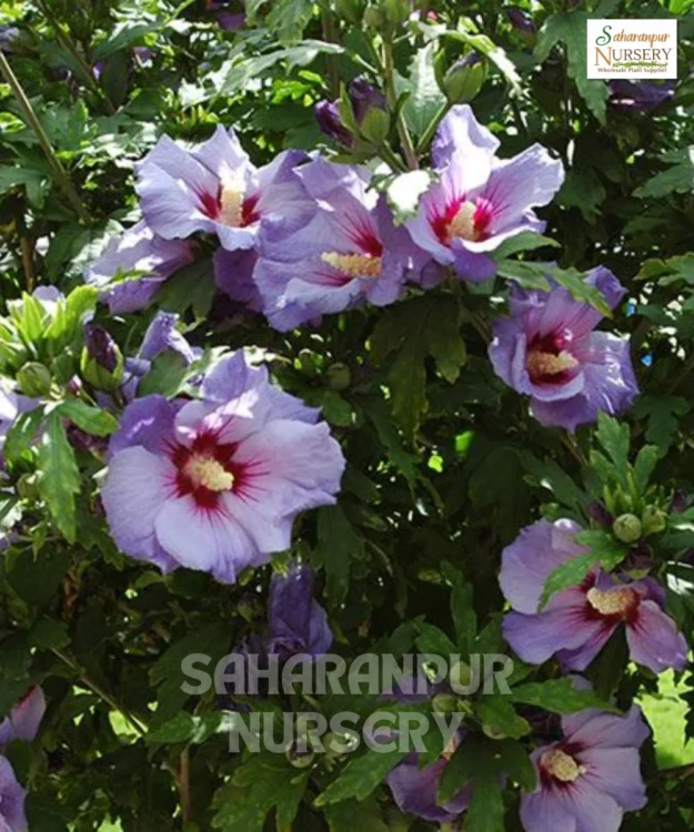 Hibiscus Plant, Hibiscus Syriacus, Rose of Sharon, Hardy Hibiscus, Saharanpur Nursery Wholesale plant supplier, nursery in India, Landscaping company