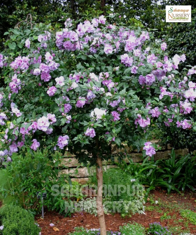 Hibiscus Plant, Hibiscus Syriacus, Rose of Sharon, Hardy Hibiscus, Saharanpur Nursery Wholesale plant supplier, nursery in India, Landscaping company