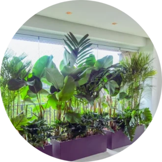 Indoor Plants