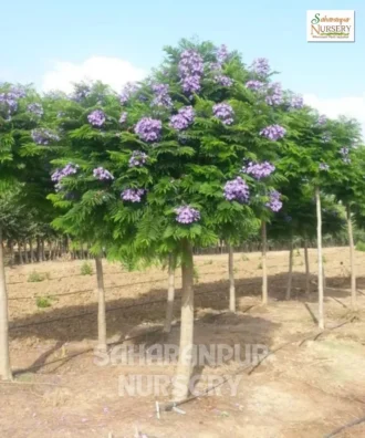 Jacaranda Tree, Jacaranda Mimosifolia, Neel Mohar, Ornamental Tree, Landscaping Tree, Saharanpur Nursery Wholesale plant supplier, nursery in India, Landscaping company