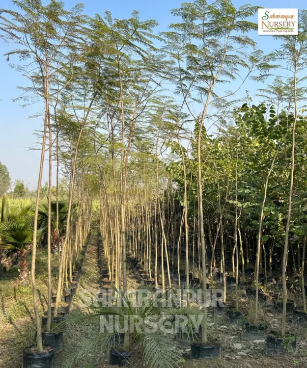 Jacaranda Tree, Jacaranda Mimosifolia, Neel Mohar, Ornamental Tree, Landscaping Tree, Saharanpur Nursery Wholesale plant supplier, nursery in India, Landscaping company