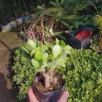 Jade Plant, Crassula Ovata, Zed Plant , Lucky Plant, Indoor Plant, Ornamental Plant, Shrubs, Landscaping Plants, Saharanpur Nursery, Wholesale Nursery Plant Supplier, Wholesale Plant Supplier, Wholesale Plant Nursery, Wholesale Nursery Plant, Nursery in India, Landscaping Company in India, Plant Exporter in India