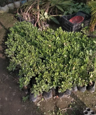 Jade Plant, Crassula Ovata, Zed Plant , Lucky Plant, Indoor Plant, Ornamental Plant, Shrubs, Landscaping Plants, Saharanpur Nursery, Wholesale Nursery Plant Supplier, Wholesale Plant Supplier, Wholesale Plant Nursery, Wholesale Nursery Plant, Nursery in India, Landscaping Company in India, Plant Exporter in India