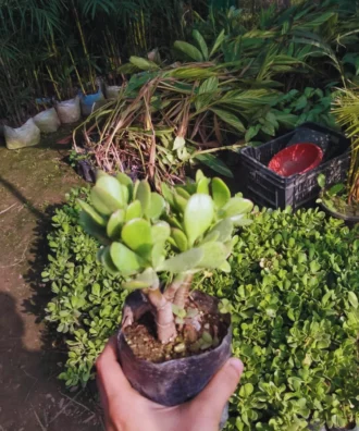 Jade Plant, Crassula Ovata, Zed Plant , Lucky Plant, Indoor Plant, Ornamental Plant, Shrubs, Landscaping Plants, Saharanpur Nursery, Wholesale Nursery Plant Supplier, Wholesale Plant Supplier, Wholesale Plant Nursery, Wholesale Nursery Plant, Nursery in India, Landscaping Company in India, Plant Exporter in India