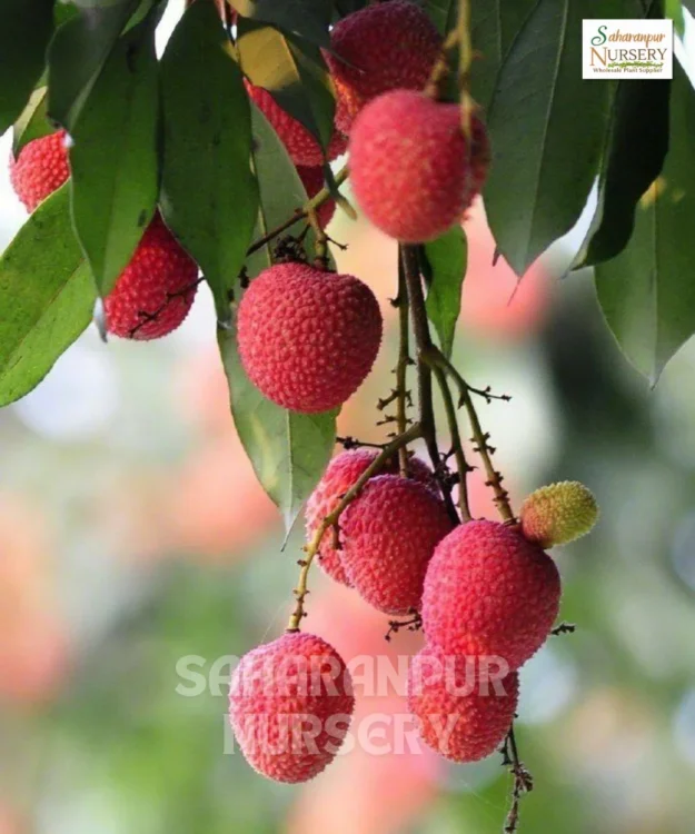 Kalkatiya Litchi Plant Kalkatiya Litchi Plant, Litchi Chinensis Sonn, Saharanpur Nursery Wholesale plant supplier, nursery in India, Landscaping company