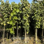 Kanak Champa Tree, Pterospermum Acerifolium, Bayur Tree, Landscaping Tree, Ornamental Tree, Saharanpur Nursery Wholesale plant supplier, nursery in India, Landscaping company