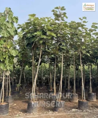 Kanak Champa Tree, Pterospermum Acerifolium, Bayur Tree, Landscaping Tree, Ornamental Tree, Saharanpur Nursery Wholesale plant supplier, nursery in India, Landscaping company