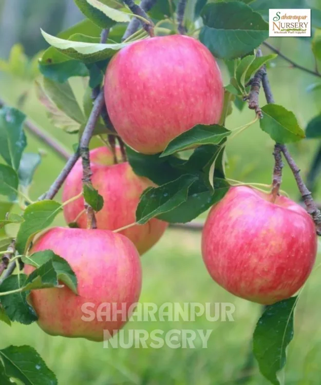 Kashmiri Apple Tree, Malus Domestica, Ambri Apple Tree, Saharanpur Nursery Wholesale plant supplier, nursery in India, Landscaping company