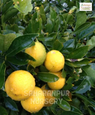 Kolkata Patti Lemon Tree, Citrus Limon , Sarbati Lemon, Saharanpur Nursery Wholesale plant supplier, nursery in India, Landscaping company