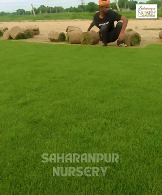 Korean Grass, Zoysia tenuifolia, Korean Carpet Grass, Saharanpur Nursery Wholesale plant supplier, nursery in India, Landscaping company