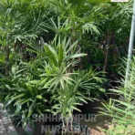 Lady Palm, Rhapis excelsa, Ornamental Tree, Landscaping Tree, Saharanpur Nursery Wholesale plant supplier, nursery in India, Landscaping company